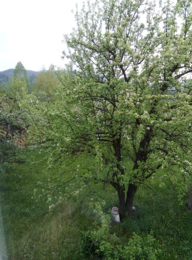 Holiday Home Tihiy Dvor Mikuliczyn Zewnętrze zdjęcie